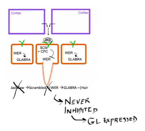 <p>No root hairs</p>