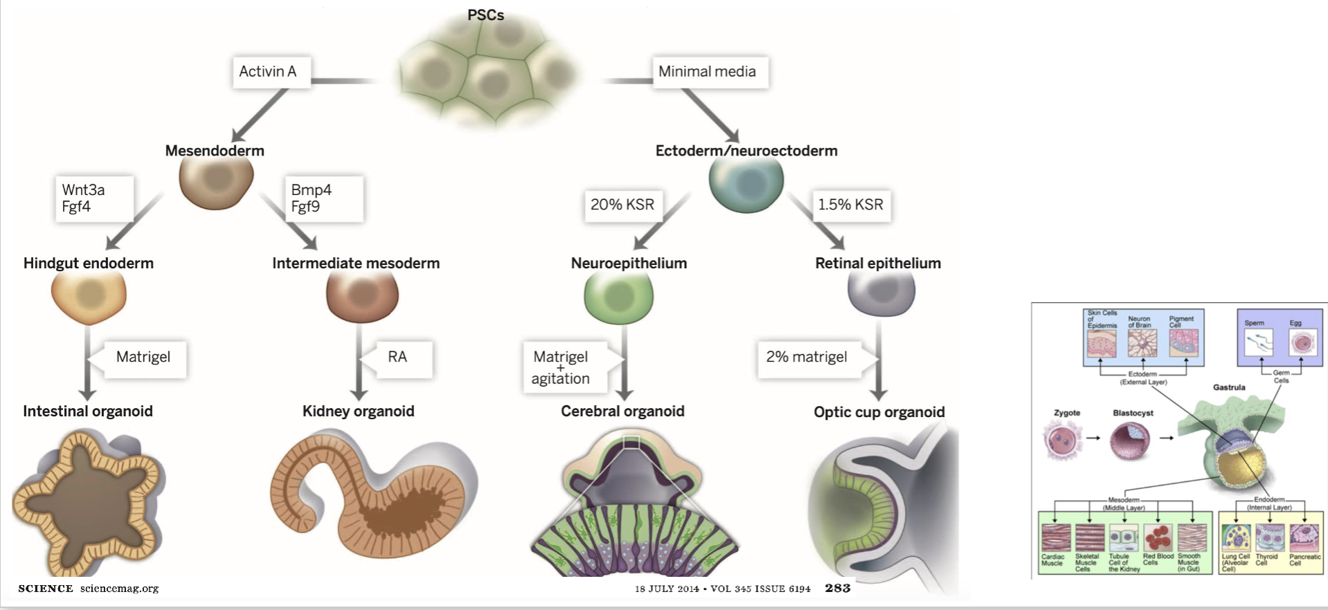 <p>transcription regulators</p>
