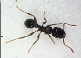 <p>Identify the insect and <strong>order</strong></p>