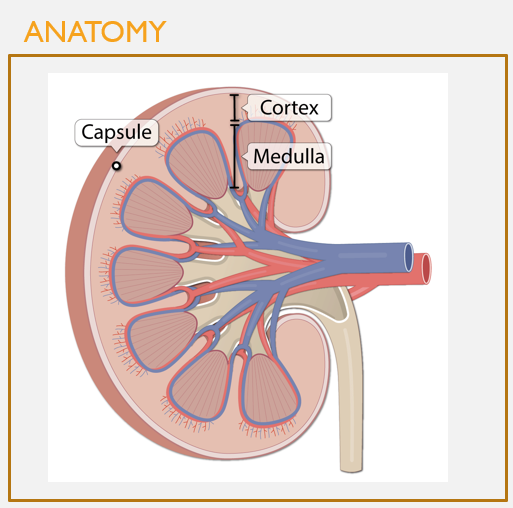 <p>Cortex vs. medulla</p>