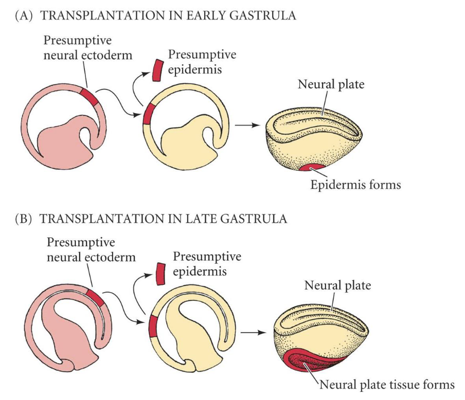 <p>-a pre-organizer neural induction experiment showing that at some point during gastrulation, the nervous system is induced</p><p>-Transplantation of the region that would become the nervous system into the epidermis results in all epidermis when done early in gastrulation, but neural tissue if done late in gastrulation.</p><p>-Therefore, specification occurs mid-gastrulation</p>