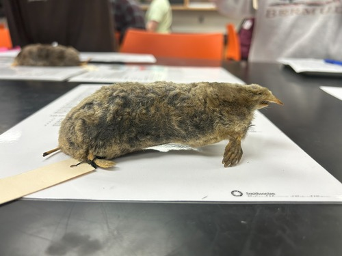 <p>What is the family of this animal</p>