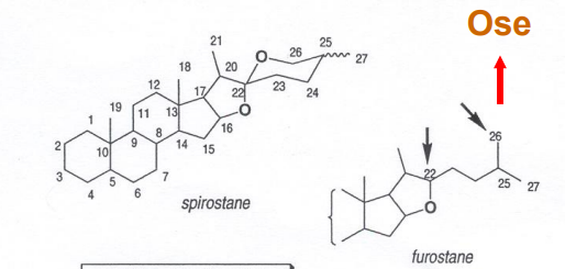 <ul><li><p>C26 está sempre ligado a um açucar (quando o esqueleto é furastano)</p></li><li><p>espirostano</p></li><li><p>neosapogenina</p></li><li><p>isosapogenina</p></li></ul><p></p>