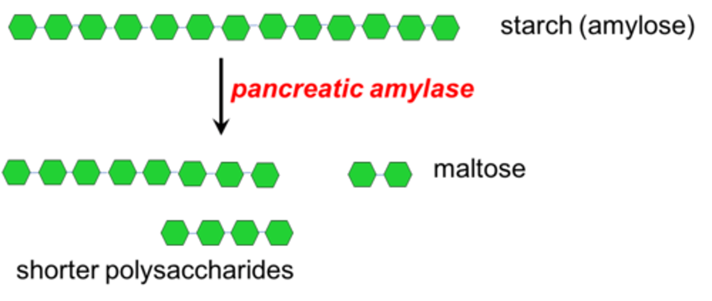 <p>breaks down starch --> maltose</p>
