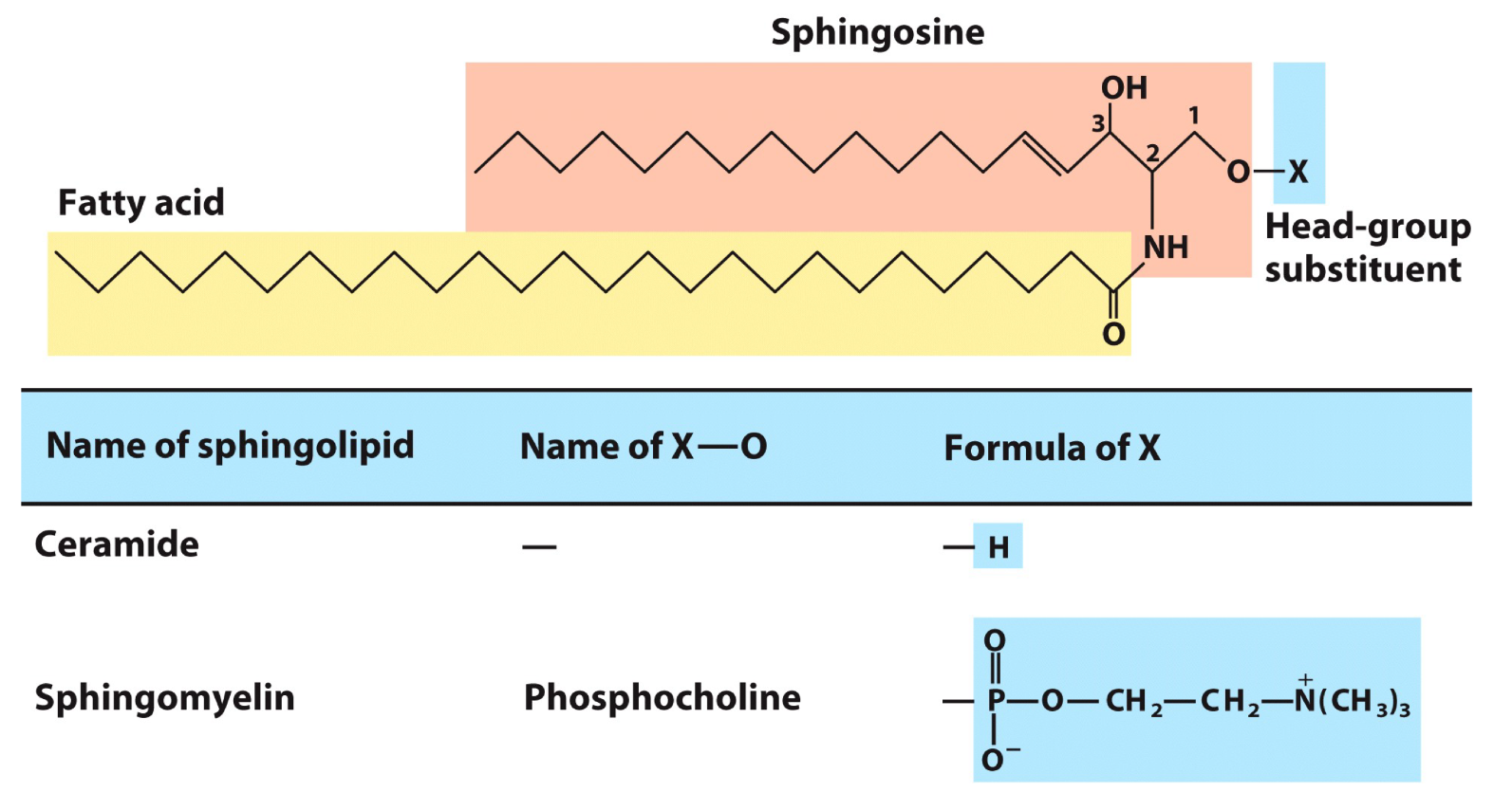 <p>Have sphigosine as a base, attached to FA tail (via amide bond) and head group (via OH) </p>