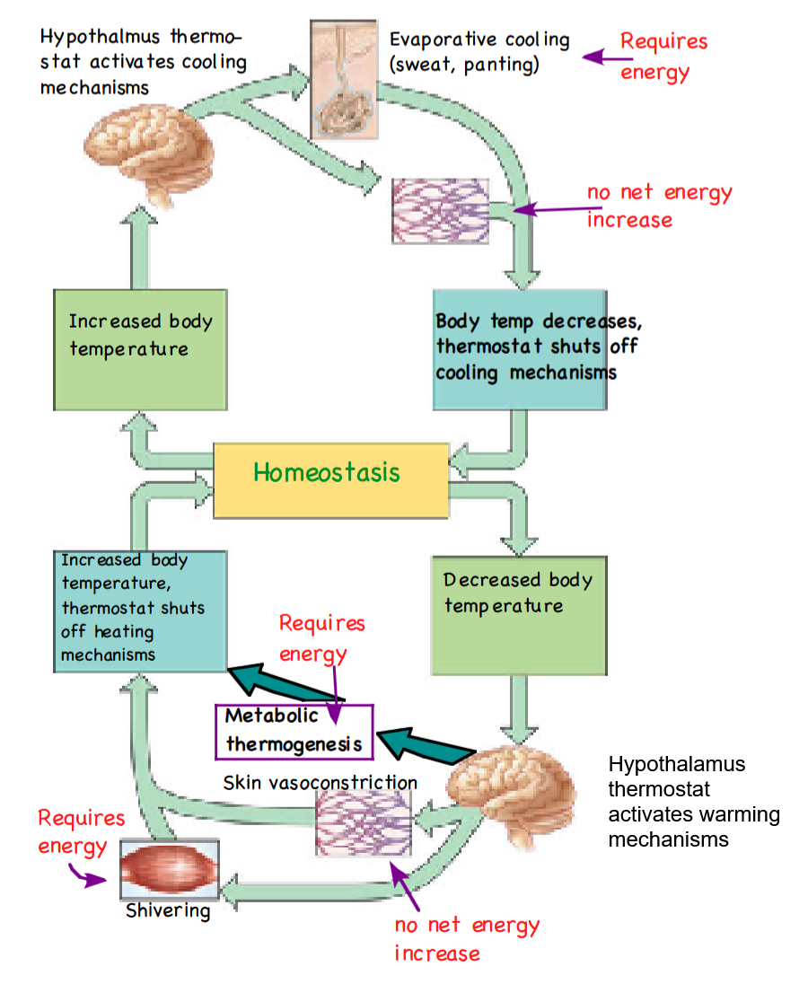 <p>Which of these processes requires ATP to function? Shivering or metabolic thermogenesis?</p>