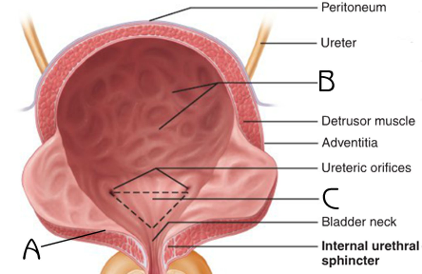 <p>A</p><p>Function: maintain water-proofing of internal bladder; expand to hold urine</p>