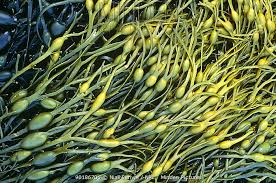 <p>Knotted Wrack</p>