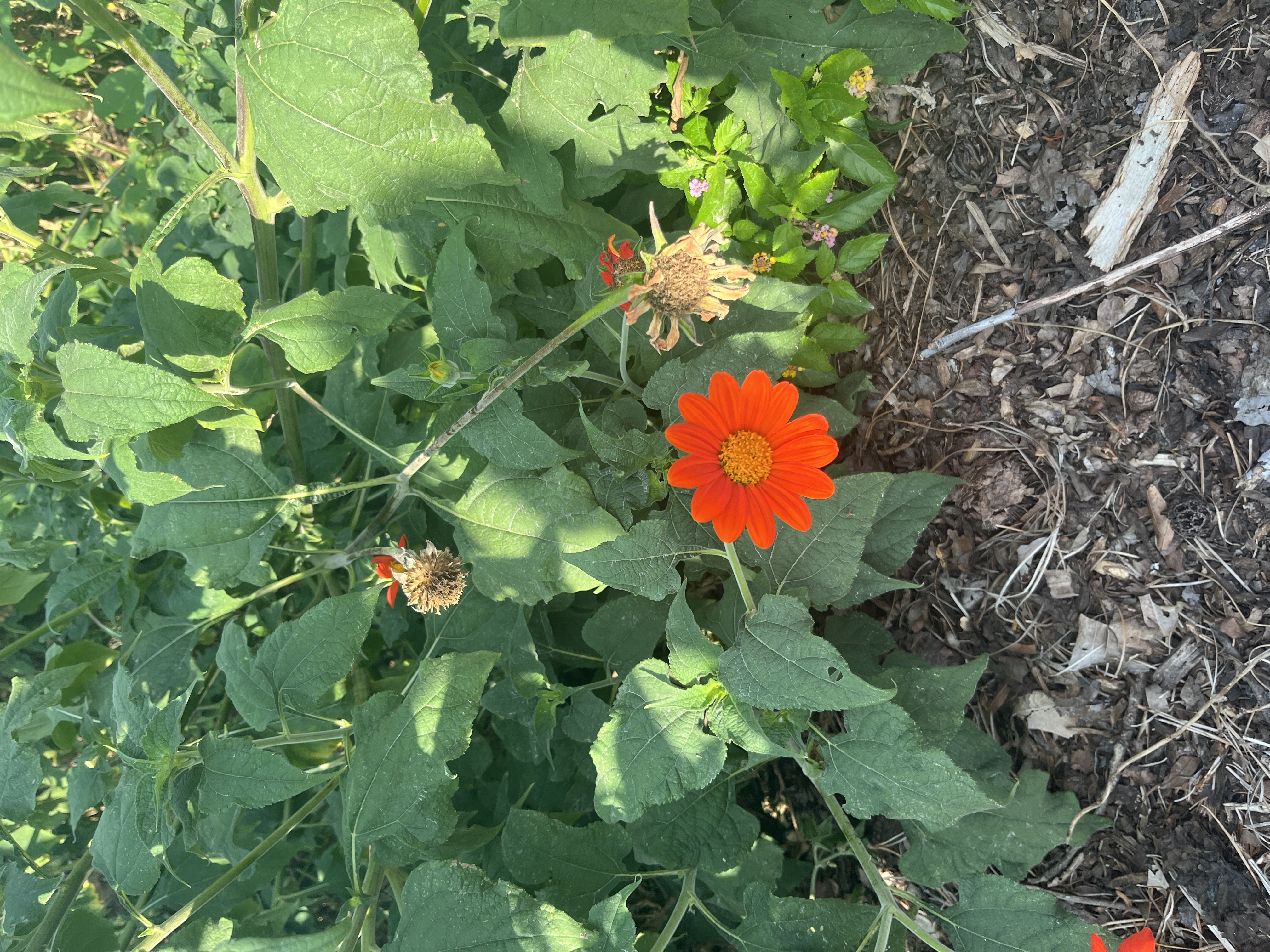<p>Mexican sunflower</p>
