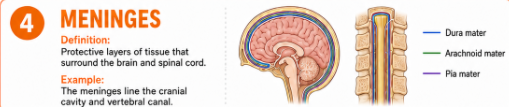 <p>Protective layers of tissue that surround the brain and spinal cord.<br>Example: The meninges line the cranial cavity and vertebral canal.</p>