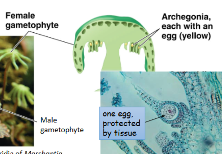 <p>-fertilization here: forming zygote </p>