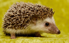 <p>The hedgehog has tiny ______ on his back.</p>