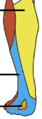 <p>What terminal branch supplies sensory information to this part of the foot (in orange)?</p>