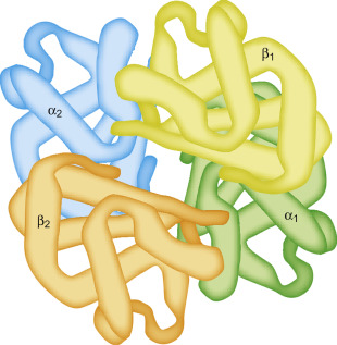 <p>Chain of amino acid to peptide to several proteins stuck together</p>