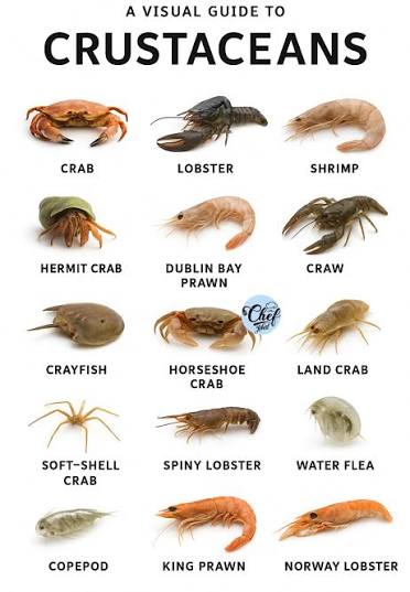 <p>crustacean</p>
