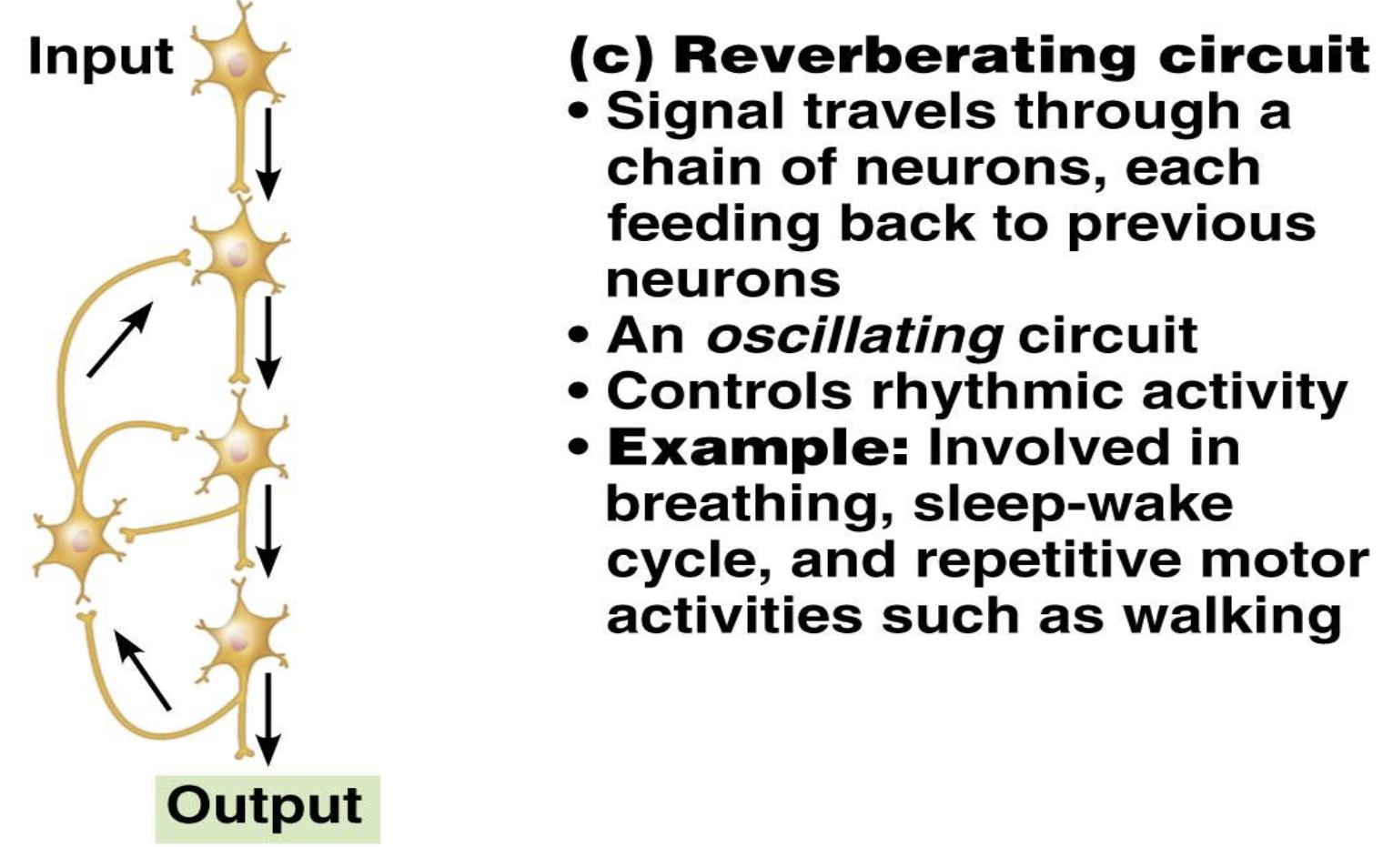 <p>What is the function of a reverberating circuit?</p>