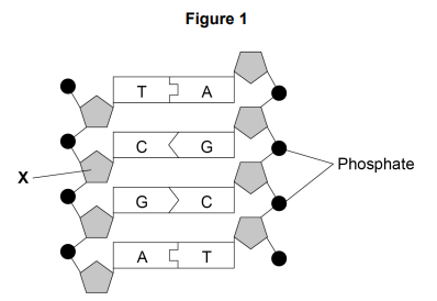 <ul><li><p><strong>Figure 1</strong> shows part of a DNA molecule.</p></li></ul><p>Name the part of the DNA molecule labelled <strong>X</strong>. [1 mark]</p>