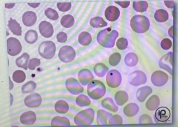 <p>Identity inclusions at BLACK Arrow?</p>