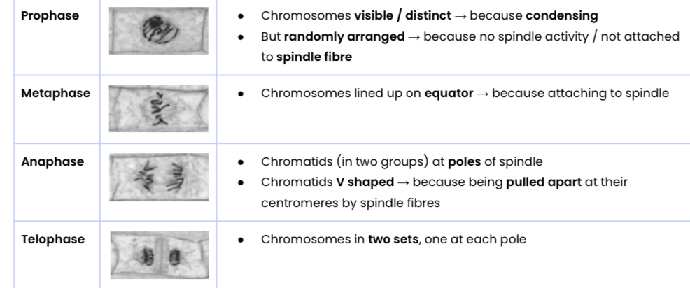 <p><span><span>Explain how the stages of mitosis can be identified</span></span></p>