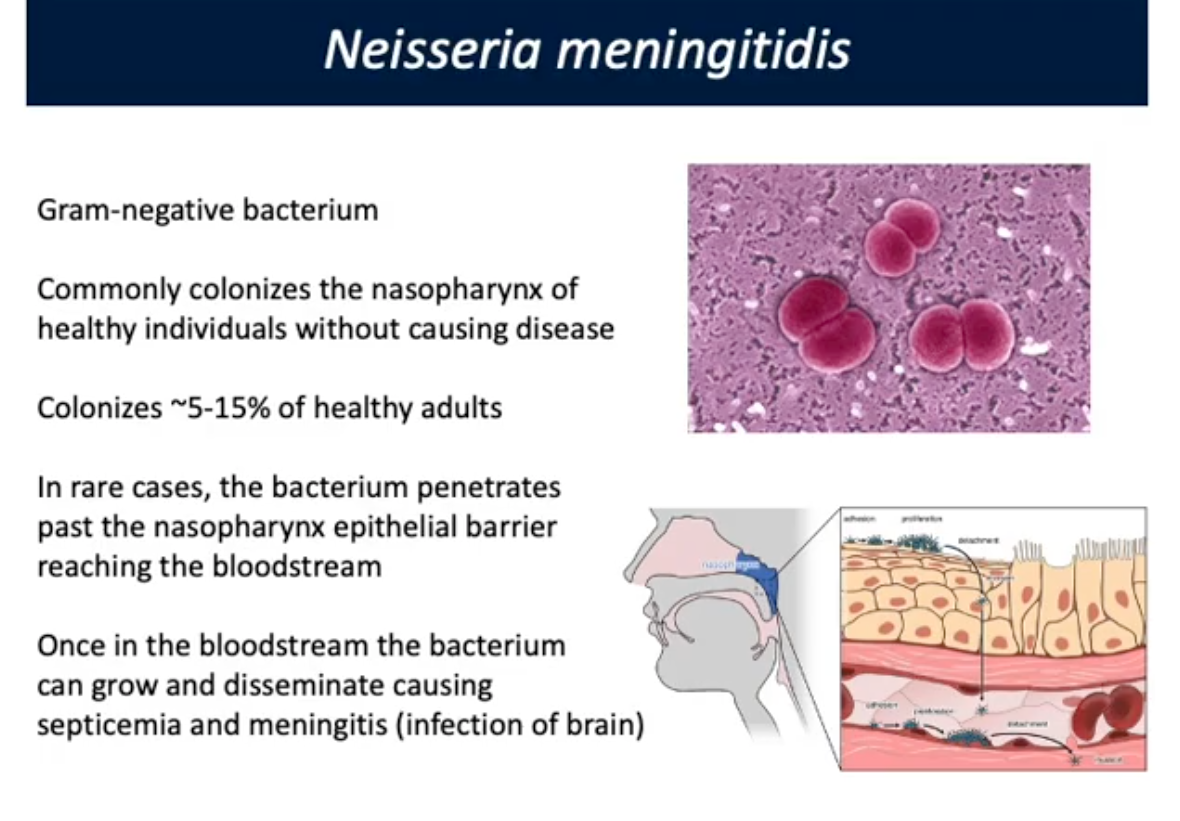 <p>Neisseria meningitis</p>