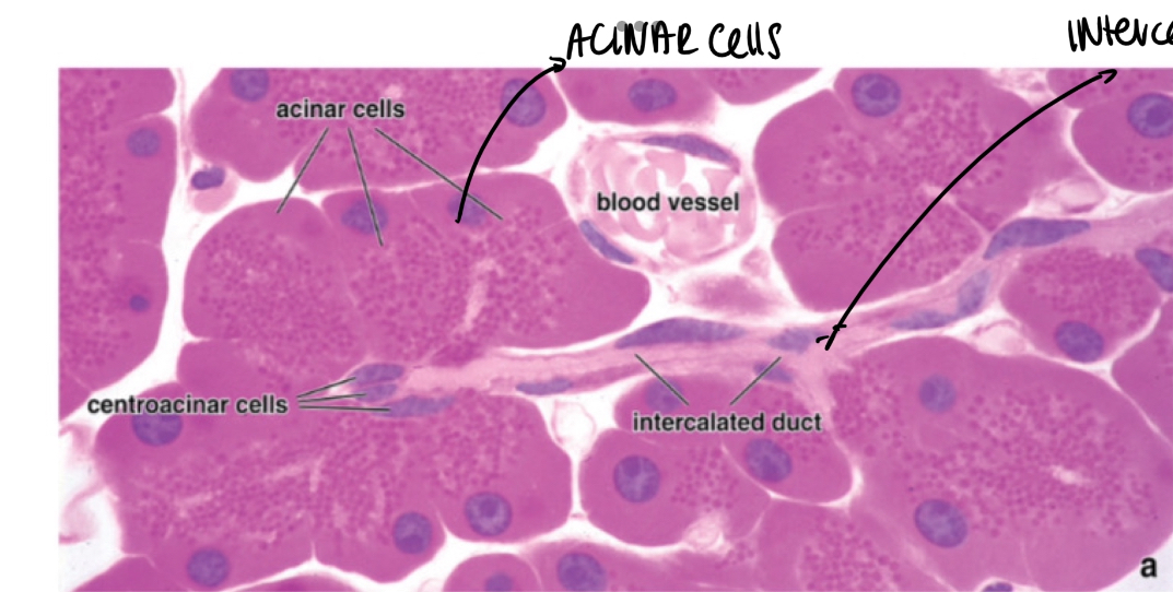 <p>The pancreas is a mixed gland </p><p>It has the exocrine protin to secrete a bicarbonate rich fluid ( secreted in the cells of the duct) and digestive enzymes ( in the acini) </p><p>We can find SEROUS ACINI that start from the centroacinal cells and are branched and alveolar,</p><p>Acini have a basal part rich in rer basiphilic and a esoinophilc part whcih is the apical part where the zymogenous granules are ( inactive form of amilase and lipase) </p>
