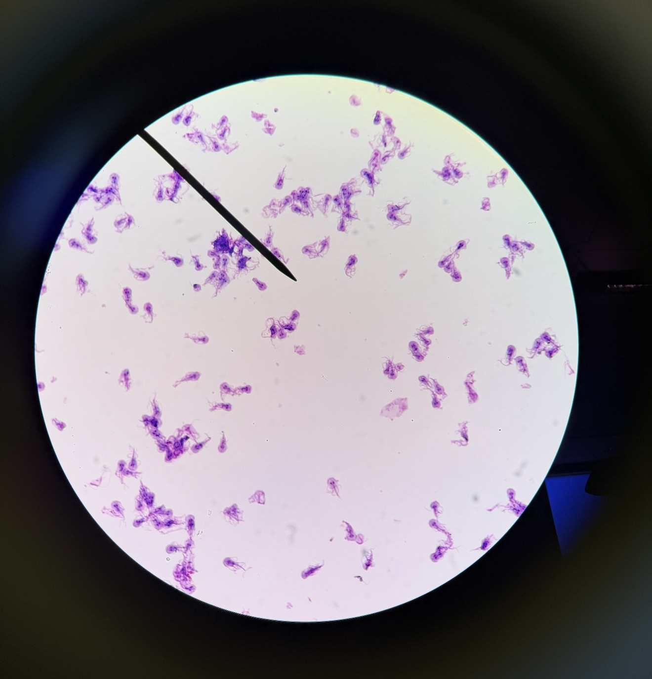 <p>What is this?</p>
