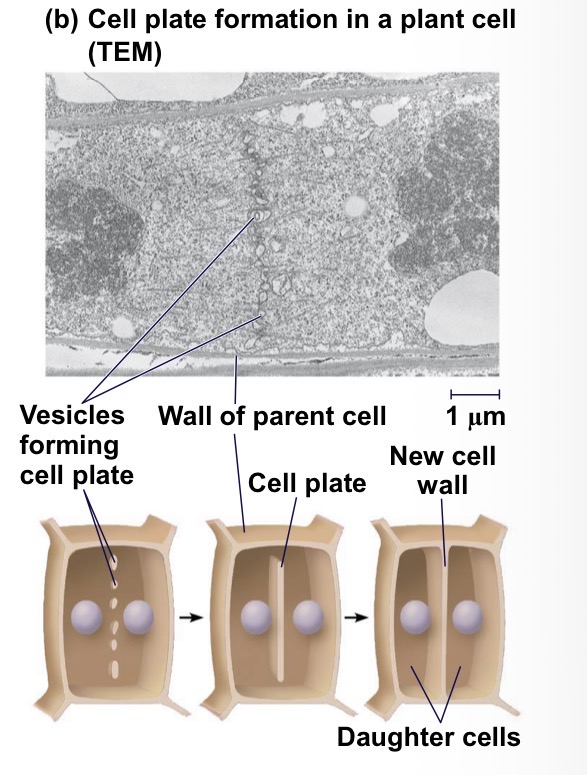 <ul><li><p>Forms a cell plate curing cytokinesis </p></li><li><p>Vesicles from the Golgi body move along microtubules to the middle of the cell to form the cell plate</p></li><li><p>Cell plate enlarges until it fuses with the plasma membrane as a new cell wall develop </p></li></ul><p></p>