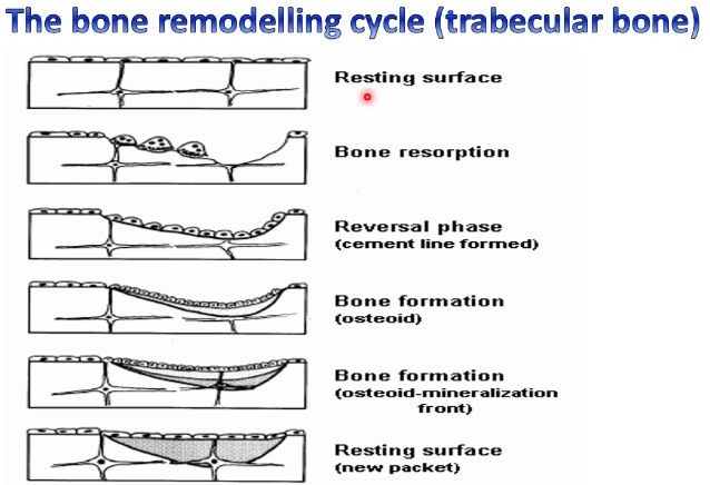 <p>in trabecular bone- cycles of remodelling</p><p>constantly eating away and replacing- catabolic clearance, anabolic laying down of new bone</p>