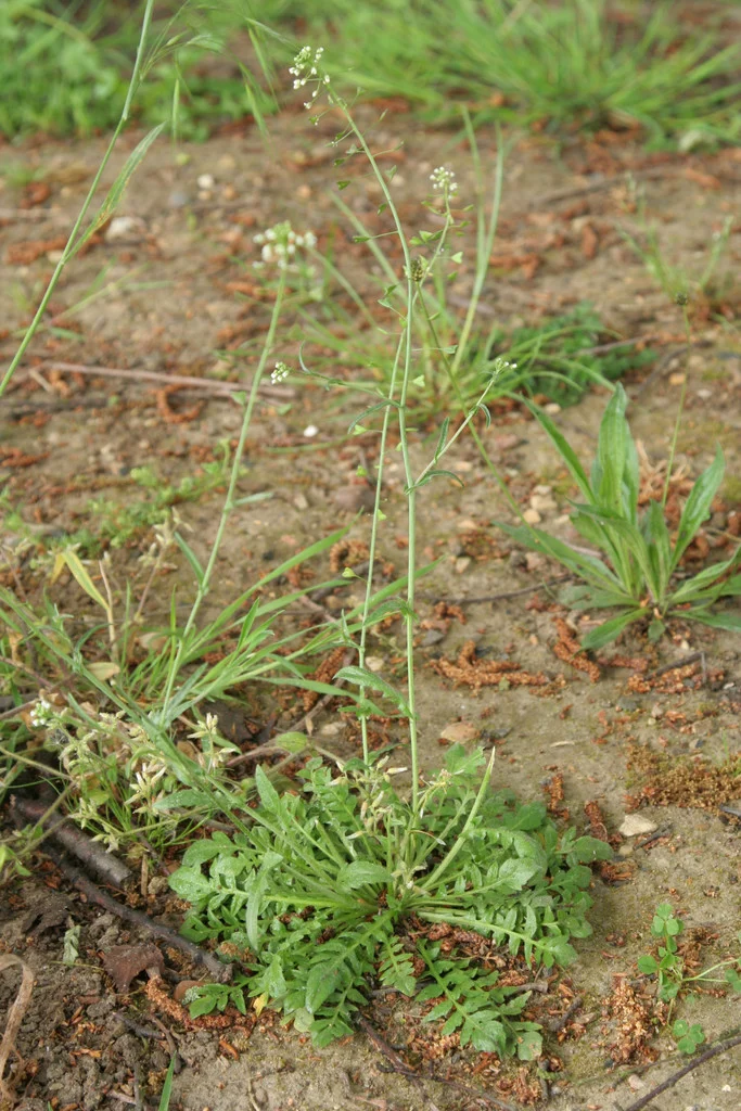 <p>Capsella bursa-pastoris height</p>