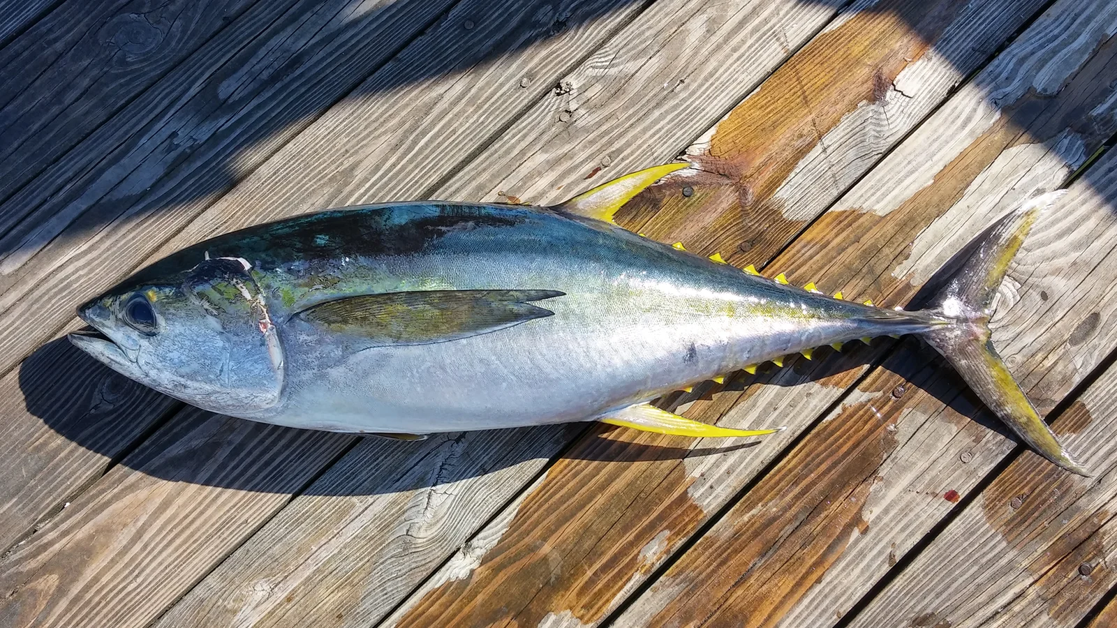 <ul><li><p><strong><em><u>longest 2nd dorsal and anal fins than any tuna. pectoral fin reaches to or past 2nd dorsal.</u></em></strong></p></li><li><p>20+ white streaks and spots, yellow-gold band on sides (fades with death)</p></li><li><p>Thin caudal</p></li><li><p><span style="background-color: transparent;">Anal and 2nd dorsal fairly parallel</span></p></li></ul><p></p><ul><li><p><strong>Size:</strong> Avg. adult <strong>100–180 cm (39–71 in; 3.3–5.9 ft)</strong>, <strong>20–80 kg (44–176 lb)</strong>;</p><ul><li><p>large adults commonly reach (71–83 in; 5.9–6.9 ft) and (176–265 lb).</p></li></ul></li><li><p><strong>Key IDs:</strong></p><ul><li><p><strong>Bright yellow second dorsal, anal, and finlets</strong> (key field ID).</p></li><li><p>Long, <strong>slender body</strong> compared to bluefin (more “torpedo-shaped”).</p></li><li><p><strong>Pectoral fins moderate/long (extend to 2nd dorsal fin)</strong></p></li><li><p>Second dorsal fins moderately long, <strong>extremely long</strong> in adulthood</p></li><li><p>No stripes or spots on body.</p></li><li><p>Metallic dark blue dorsally, blue-green center, silver ventrally</p></li></ul></li><li><p><strong>Memory cue:</strong> <strong>Yellow fins + sleek body + long curved 2nd dorsal</strong></p></li></ul><p></p>