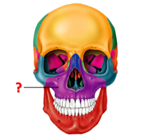 <p>Identify this bone</p>