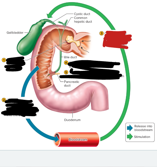 <p>gallbladder process step 3 </p>