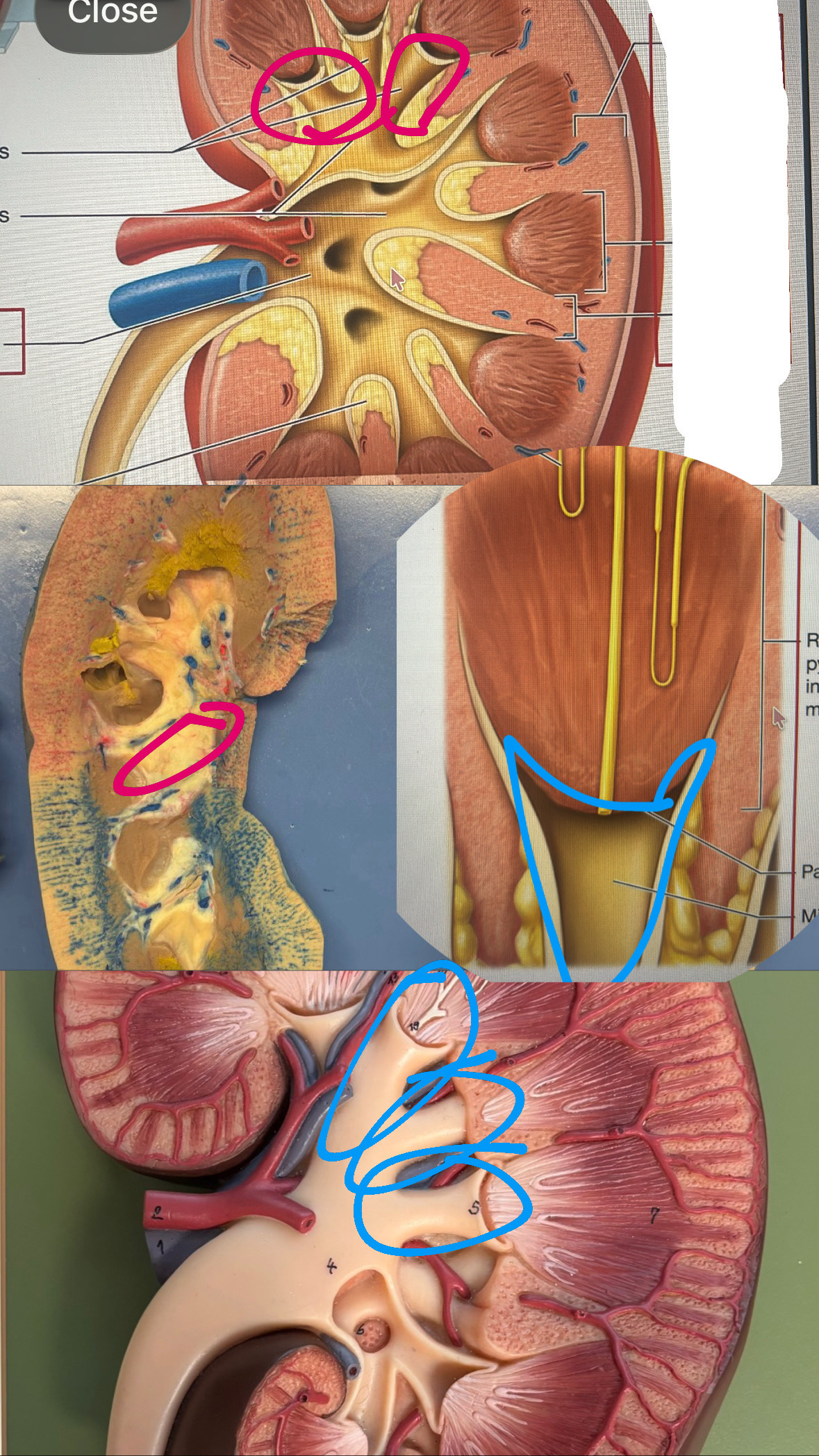 knowt flashcard image