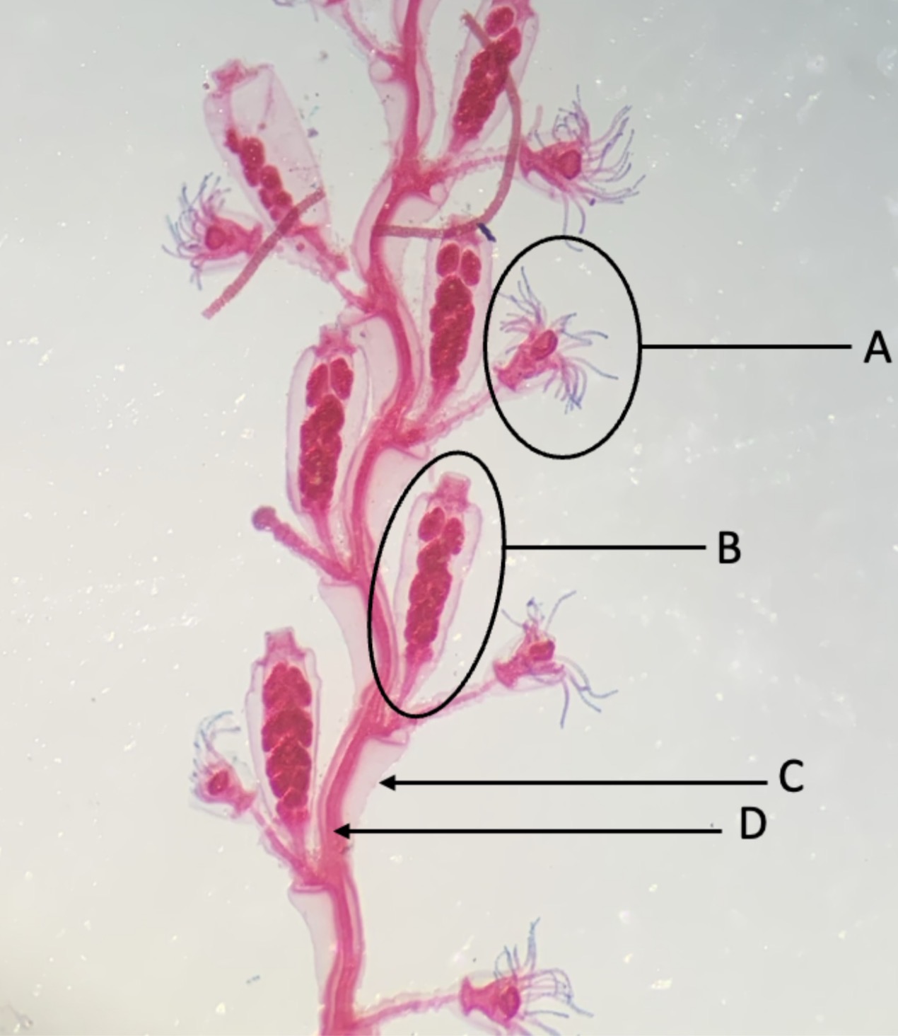 <p>Identify structure D</p>
