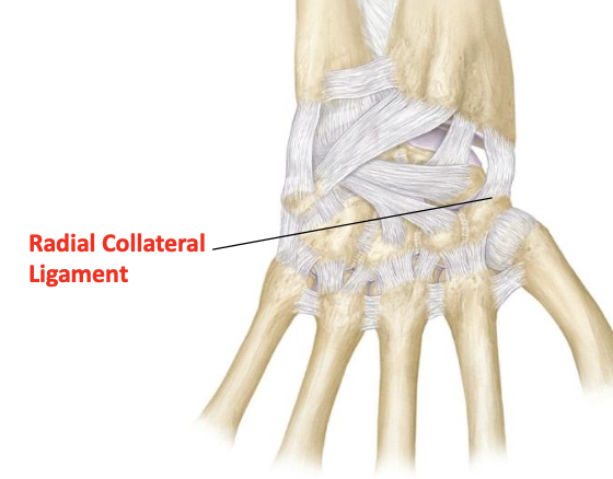 <p>Radial collateral ligament (intercarpal)</p>