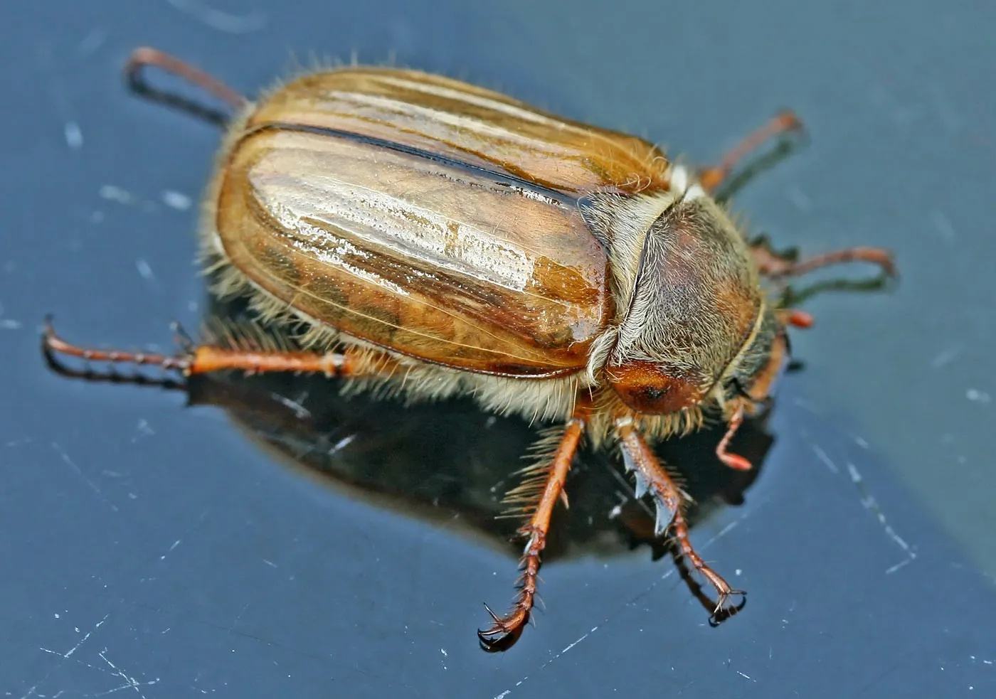 <p></p><p>rad:</p><p>druh:</p>