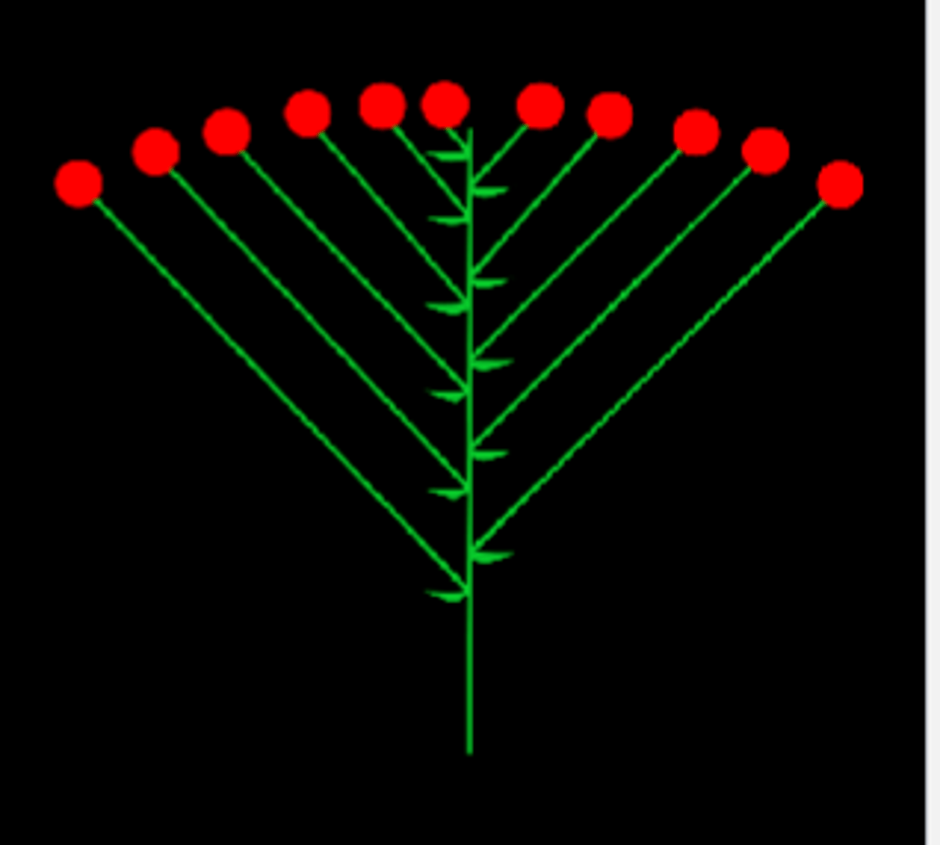 <p>unbranched, indeterminate inflorescence that is flat topped or convex</p>