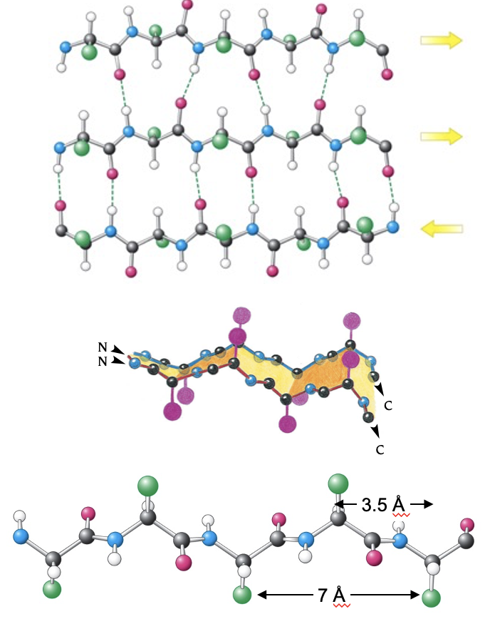 <ul><li><p><span>&nbsp;Made from at least two (linked) polypeptide chains. Typically, 4 or 5 but, 10 or more&nbsp; 𝛽-strands can come together in&nbsp; 𝛽-sheets.</span></p></li><li><p><span>Strands can be parallel, anti-parallel or mixed.</span></p></li><li><p><span>They have rippled or pleated appearance.</span></p></li><li><p><span>Distance between adjacent amino acid residues is 3.5 Å.</span></p></li><li><p><span>Hydrogen bonding stabilises sheet.</span></p></li><li><p><span>𝛽-strands are typically between&nbsp;3 and 10 residues long.</span></p></li></ul><p></p>