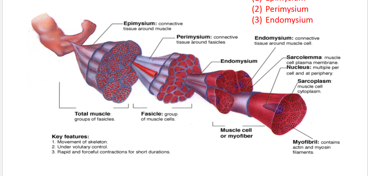 <p>Myofibrils (actin and myosin filaments)</p><p>Sarcolemma: myocyte plasma membrane</p><p>Nuclei: Multiple by periphery of cell</p><p>Sarcoplasm: myocyte cytoplasm</p>
