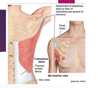 <ul><li><p>T7-sacrum</p></li><li><p>Action: Adduction, extension, and medial rotation of the humerus at the glenohumeral joint</p></li><li><p>Innervation: <span style="color: red;">Thoracodorsal nerve</span> (C6-C8)</p></li></ul><p></p>