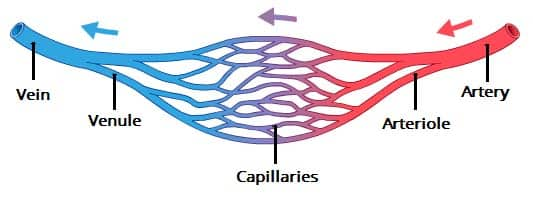 <p>intermediate between <strong>artery</strong> &amp; <strong>capillary</strong></p>