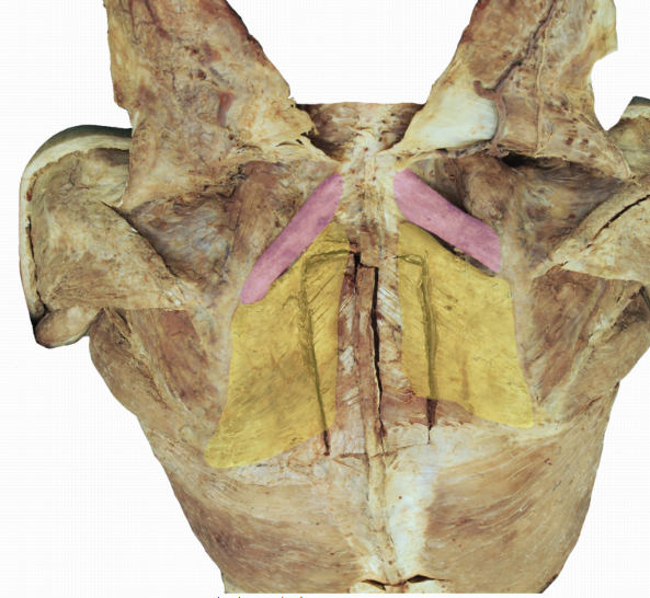 <p>What’s the name of the muscle in pink, and its OIAN</p>