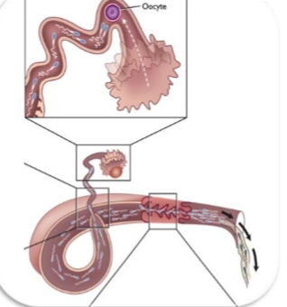 <ul><li><p>Only hundreds to thousands survive</p></li><li><p>Transport</p><ul><li><p>By contractions</p></li><li><p>By fluid “currents” caused by cilia</p></li></ul></li><li><p>Sperm pool (reservoir) in isthmus</p></li><li><p>Fertilization occurs at Ampulla-Isthmus junction (AIJ)</p></li></ul><p></p><p>Only <span><strong>hundreds to a few thousand</strong></span> sperm reach this point.</p><p>Movement aided by:</p><ul><li><p><span><strong>Ciliary currents</strong></span></p></li><li><p><span><strong>Smooth muscle contractions</strong></span></p></li><li><p><span><strong>Sperm hyperactivation</strong></span></p></li></ul><p><span><strong>Hormonal control:</strong></span></p><ul><li><p><span><strong>High estrogen</strong> → flow toward AI junction (helps sperm reach oocyte)</span></p></li><li><p><span><strong>High progesterone</strong> → flow toward uterus (helps embryo move back)</span></p></li></ul><p></p>