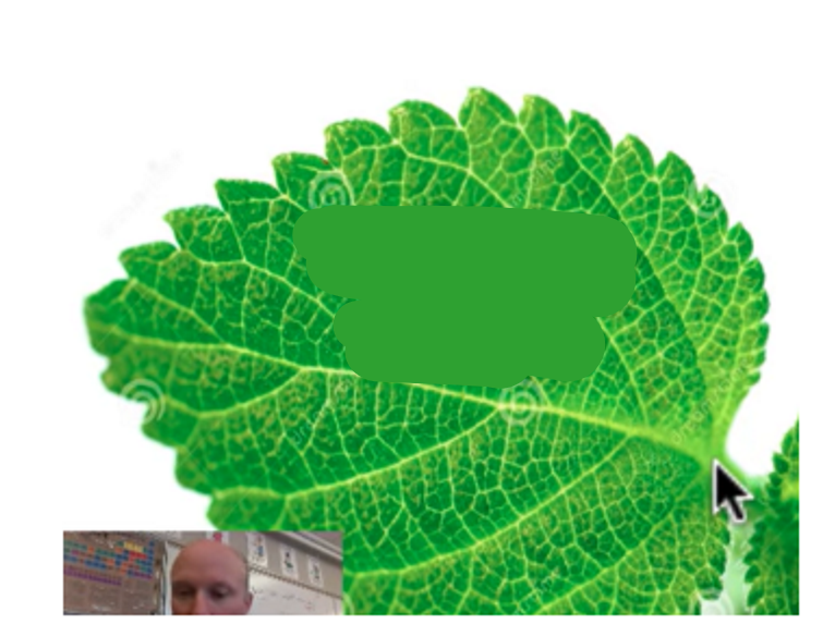 <p>inside the petiole which serves as tubes (similar to human blood vessels) carry water, nutrients, and food to every cell in the leaf</p>