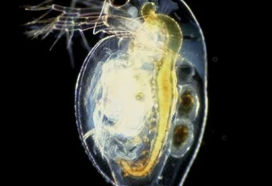 <p>What is the subphylum and class?</p>