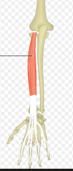 <p>extensor digitorum m. </p><ol><li><p>Origin</p></li></ol><ol><li><p>Insertion</p></li><li><p>Action</p></li></ol><p></p>
