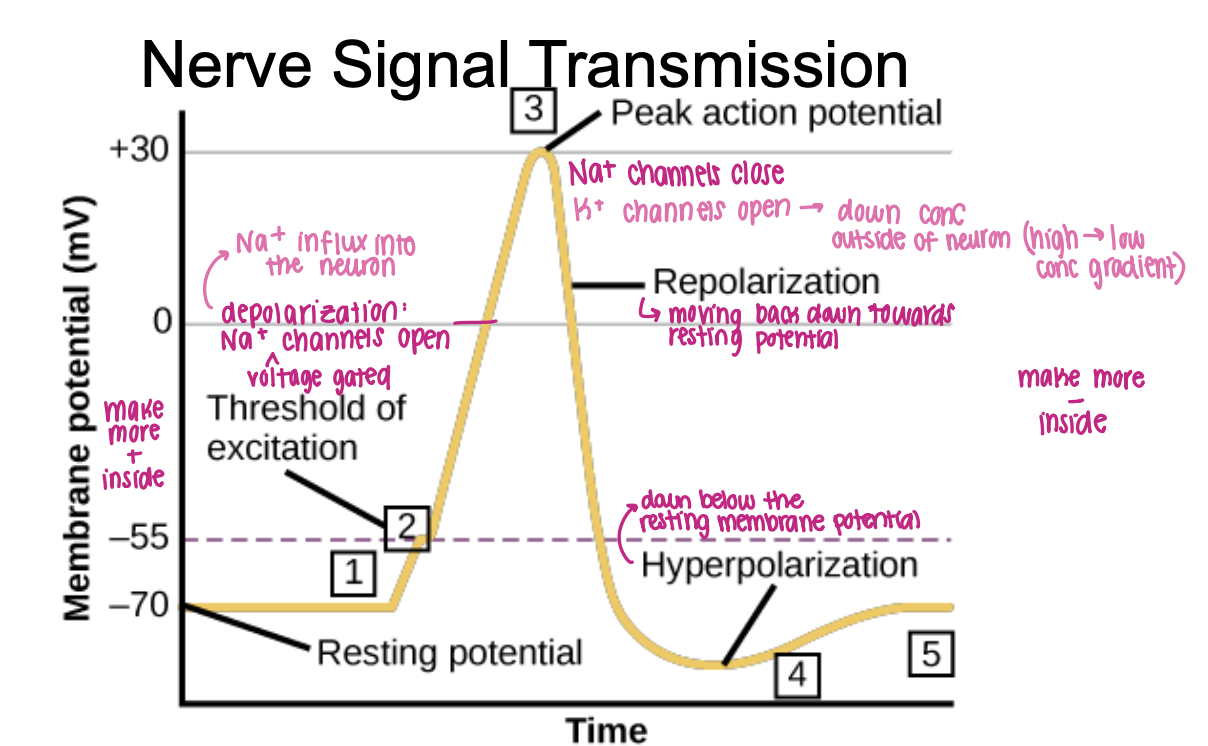 <p>once a threshold potential is achieved, the axon depolarizes; begins at the end of the axon closest to the dendrites, and then continues towards the axon terminal</p><p>*the voltage across the membrane rapidly changes; Na+ rushes into the cell and K+ rushes out</p>