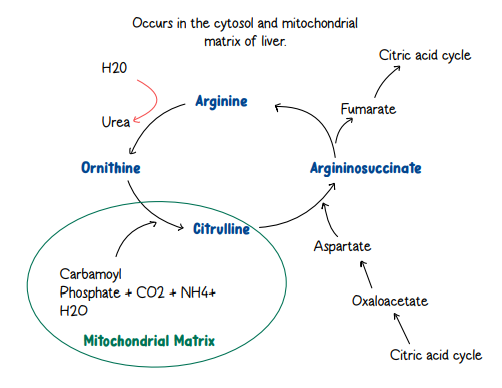 <p><span style="background-color: transparent;">-Converts toxic ammonia (NH₃) from amino acid metabolism into urea for removal</span></p><p><span style="background-color: transparent;">-Occurs in the liver (mitochondria and cytosol).</span></p><p><span style="background-color: transparent;">-Links to the Citric Acid Cycle via fumarate.</span></p>