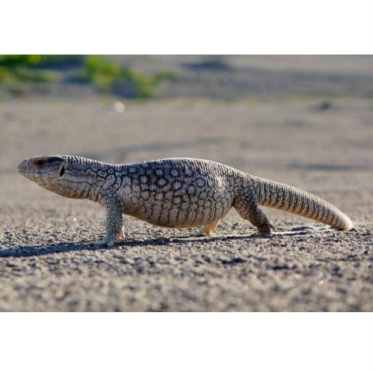 <p>name this animal</p>