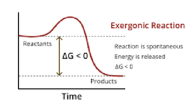 <p>Rxn favorable</p><p>Equilibrium favors products (forward rxn)</p><p>Energy released</p><p>Exergonic</p>